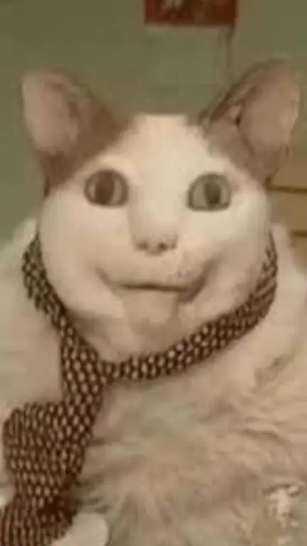 ai character: kuchs cat background