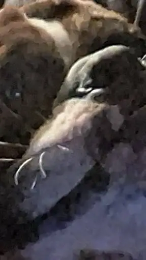 ai character: stray kids  background