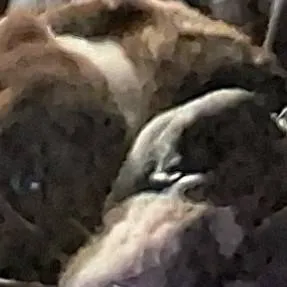 chat with ai character: stray kids 