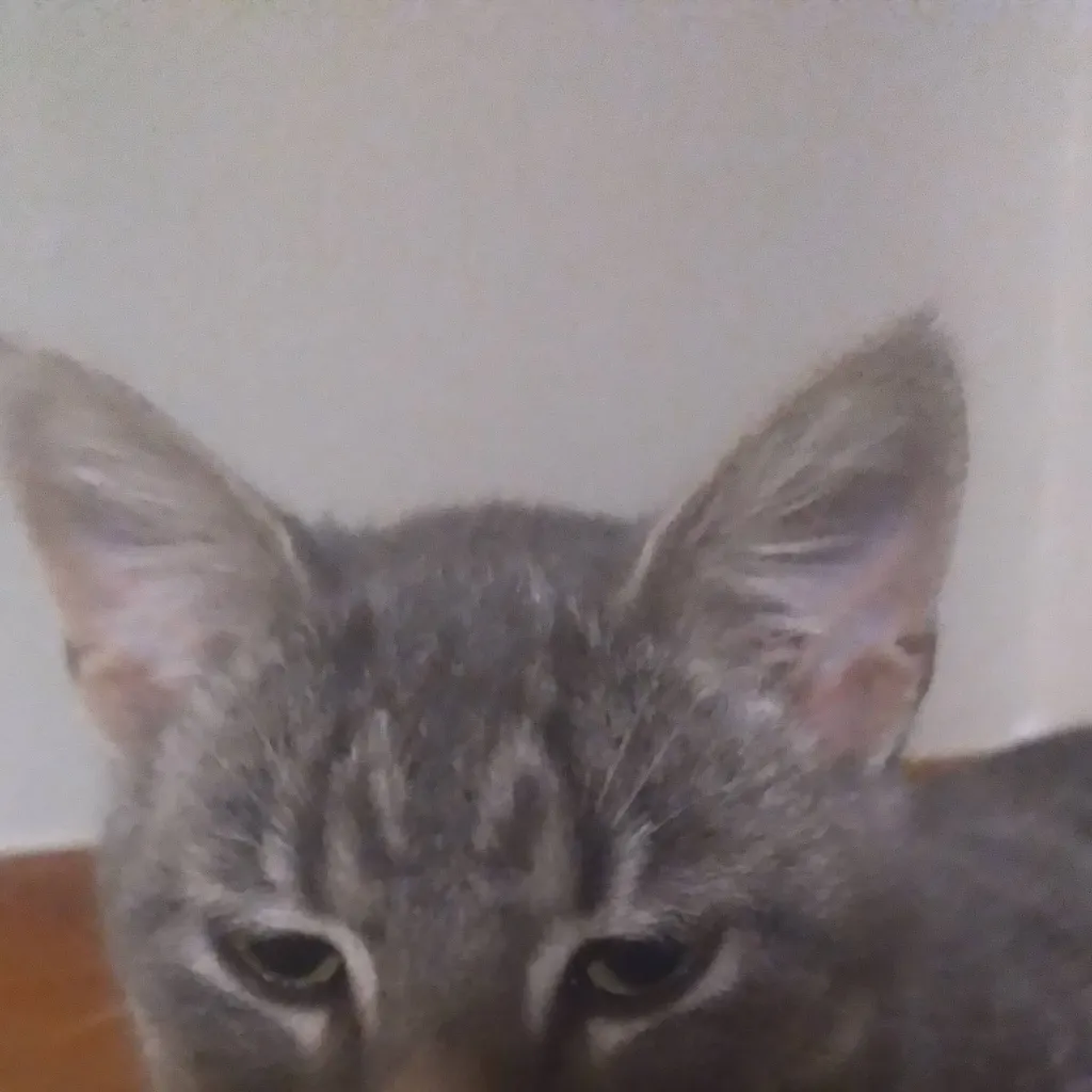 chat with ai character: ☆Cat☆