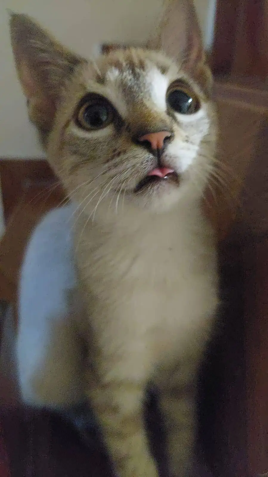 ai character: mofo tutoriais  background