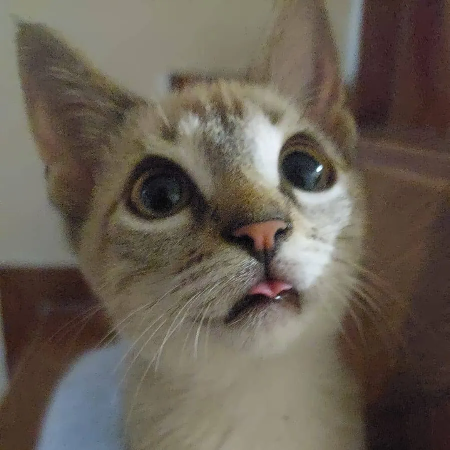 chat with ai character: mofo tutoriais 