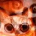 chat with ai character: smiling cat on the