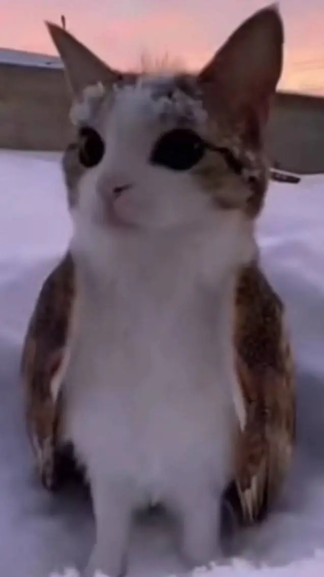 ai character: meowl  background