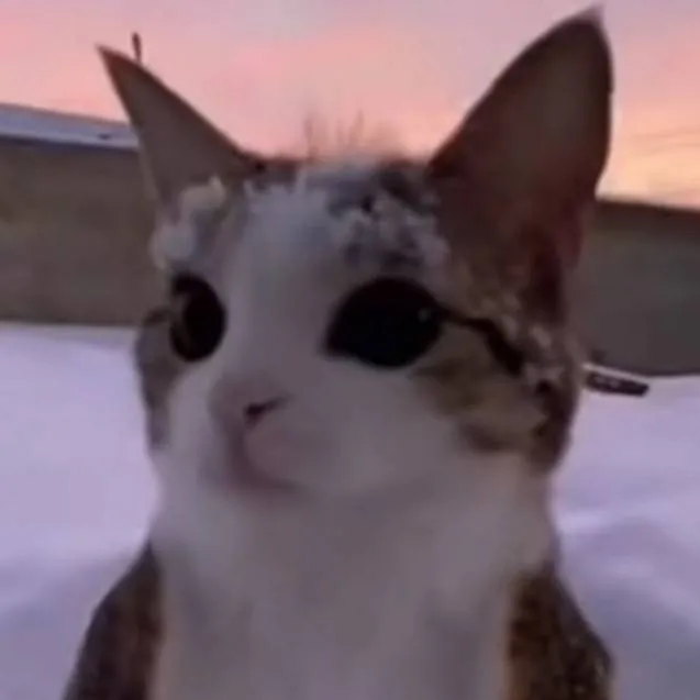 chat with ai character: meowl 