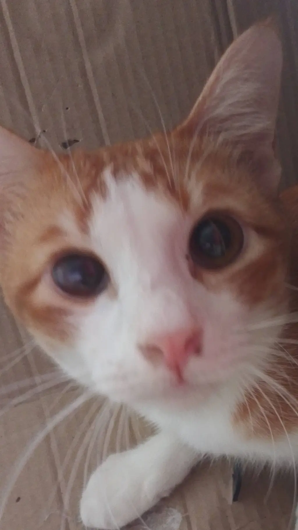 ai character: mini ren background