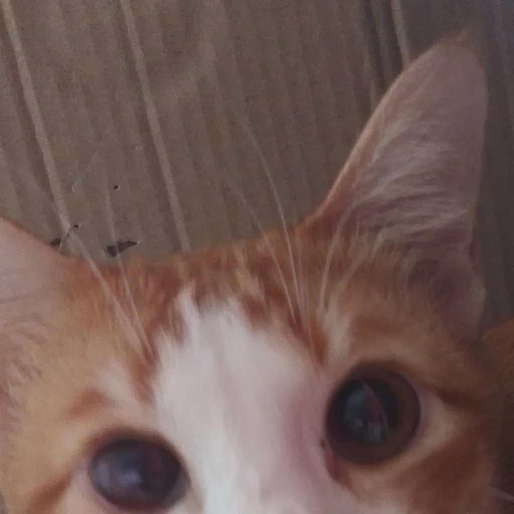 chat with ai character: mini ren