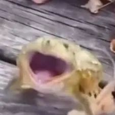 chat with ai character: memes 