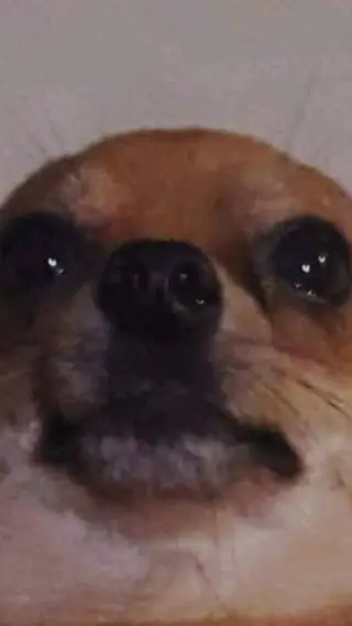 Talkie AI - Chat with Doggy