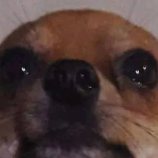 chat with ai character: Doggy