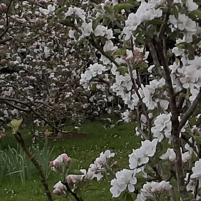 chat with ai character: sandlot