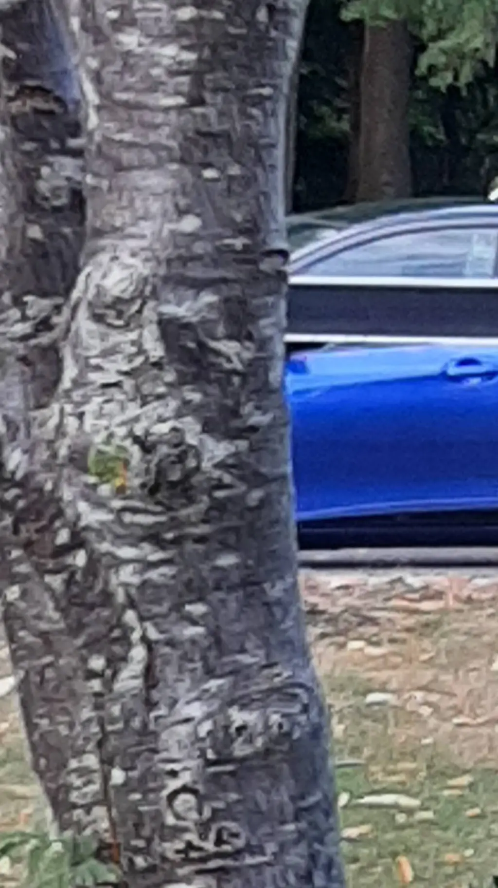 ai character: little lunch background