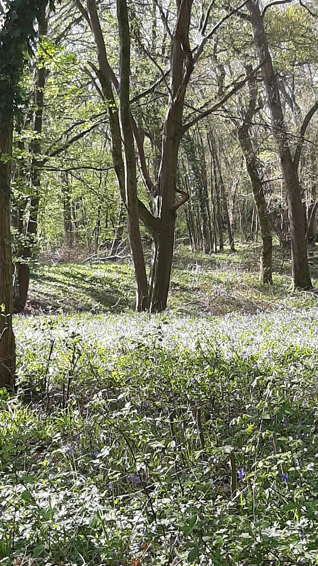 ai character: caylus(infinite) background