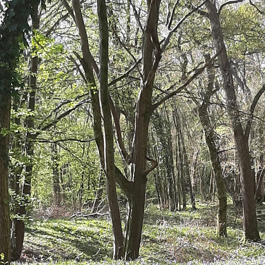 chat with ai character: caylus(infinite)