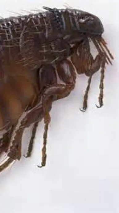 ai character: Финляндия background