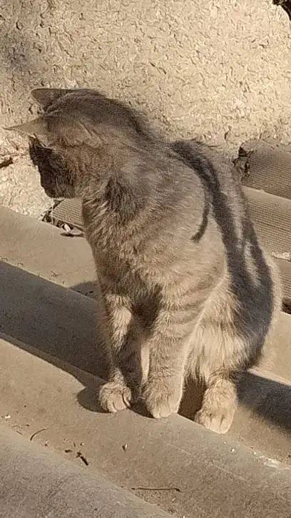 ai character: my cat background