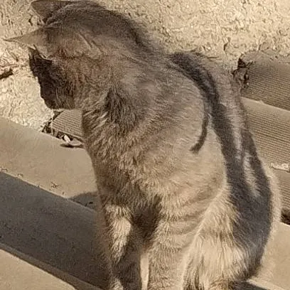 chat with ai character: my cat