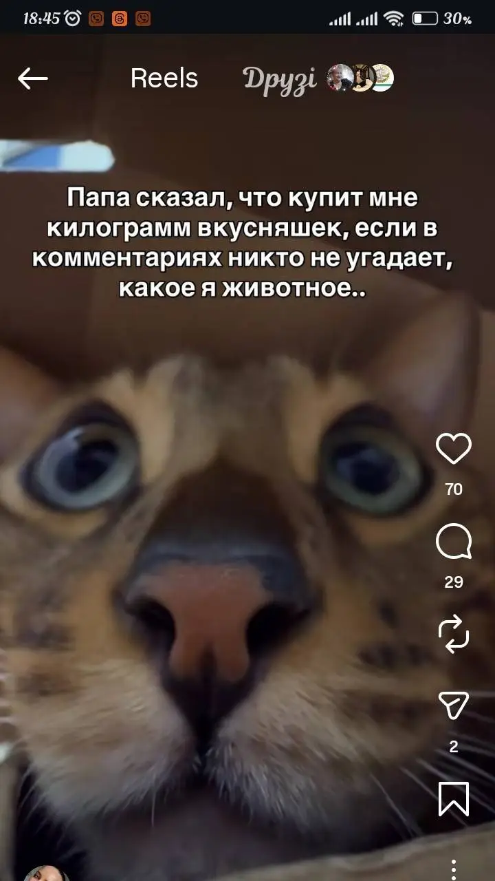 ai character: my cat 2 background