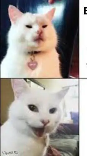 ai character: meme zone background