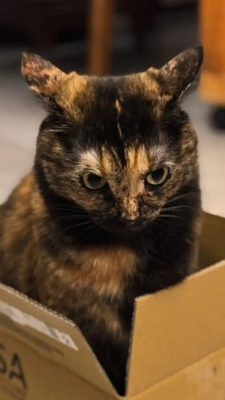 ai character: your cat background