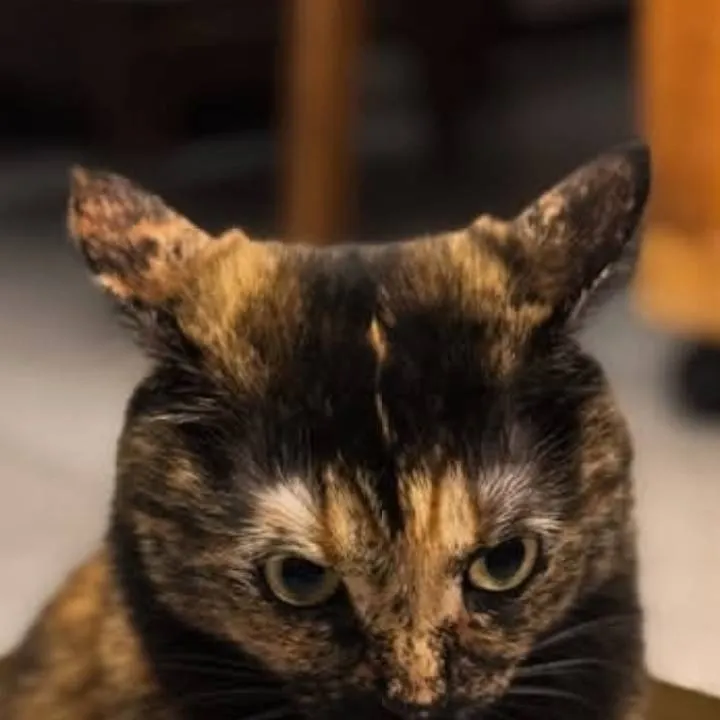 chat with ai character: your cat