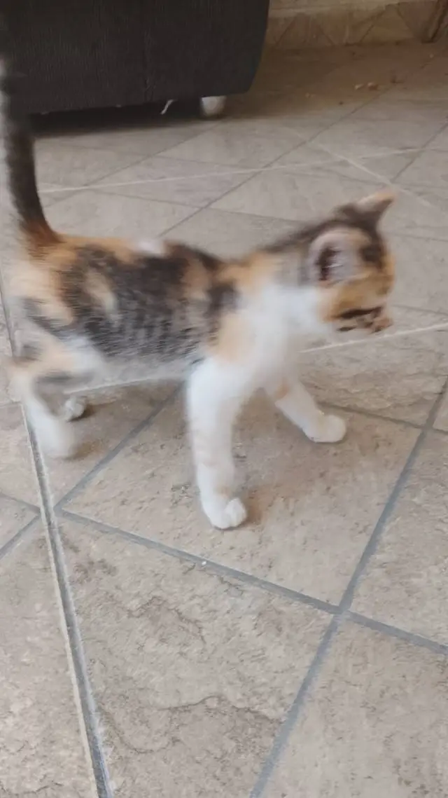 ai character: mundo dos gatos background