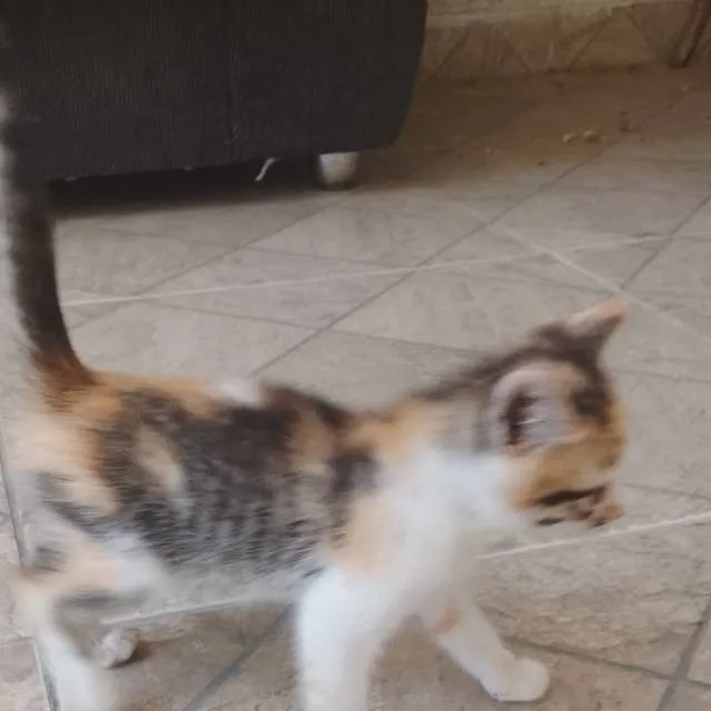 chat with ai character: mundo dos gatos