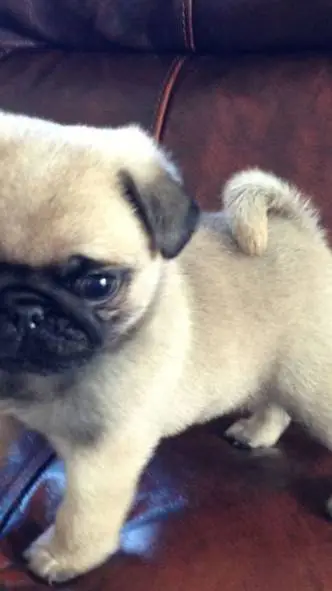 ai character: bulldog background