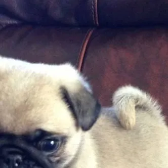 chat with ai character: bulldog