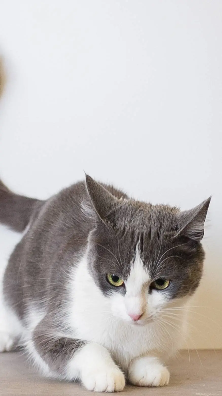 ai character: Tynni  background