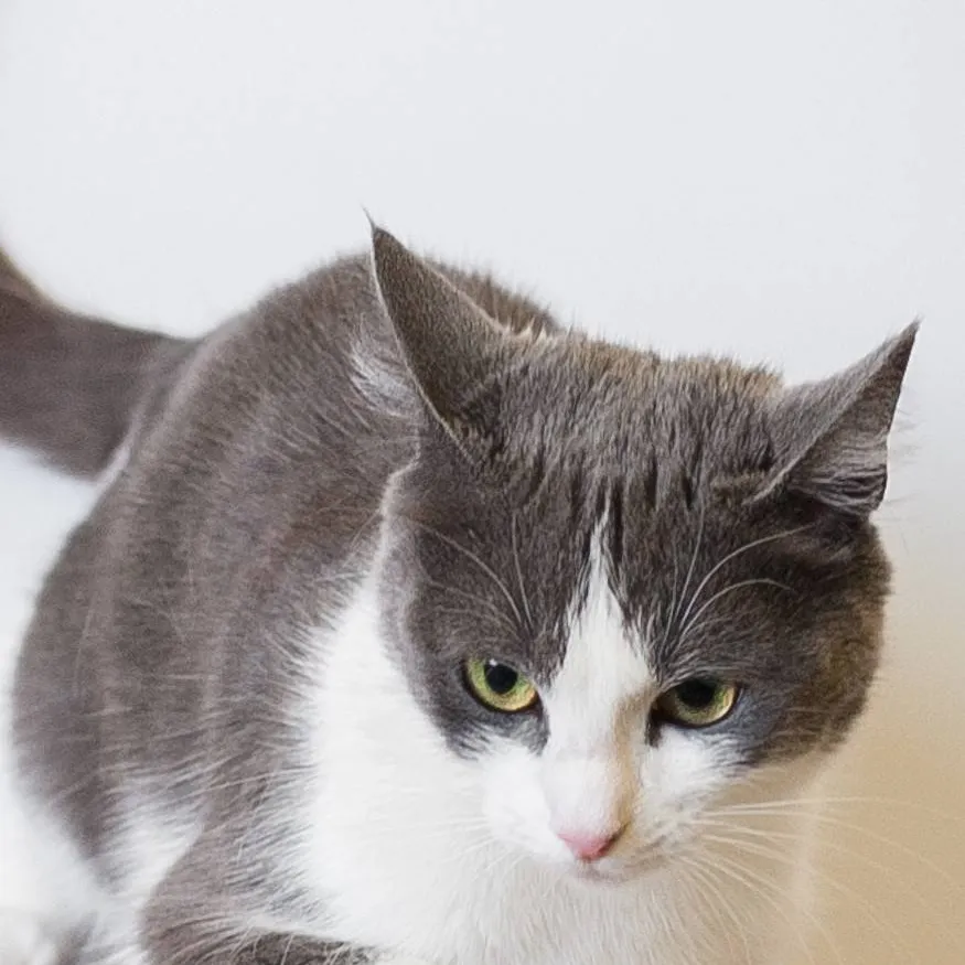 chat with ai character: Tynni 