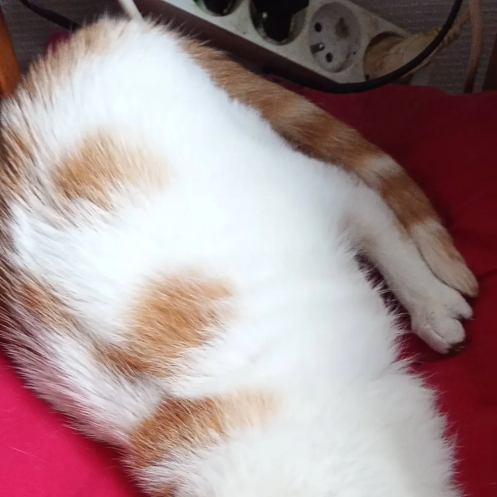 chat with ai character: Kento 