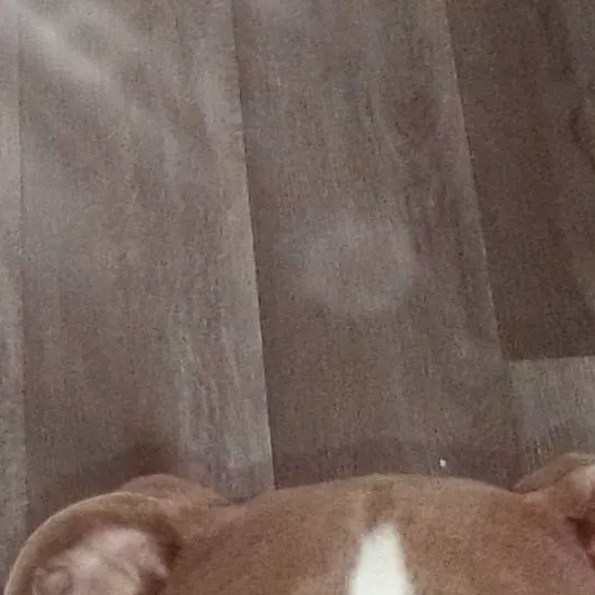 chat with ai character: Hazel