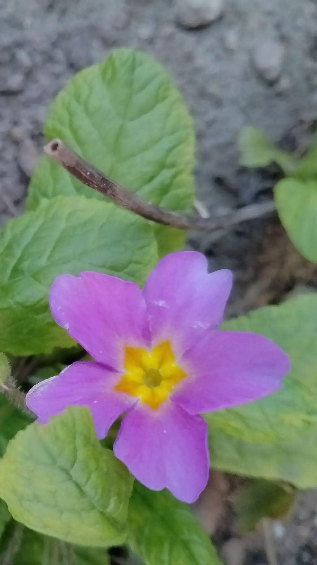 ai character: Violet  background