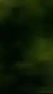 ai character: IT  background