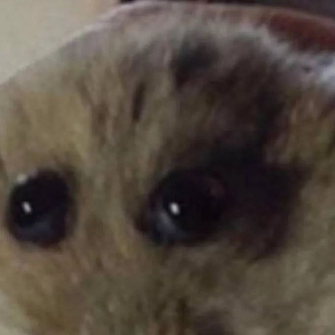 chat with ai character: el HamPer 