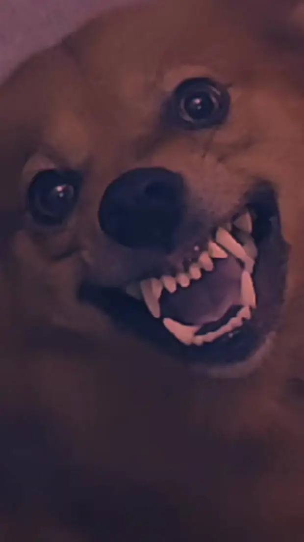 ai character: Собака background