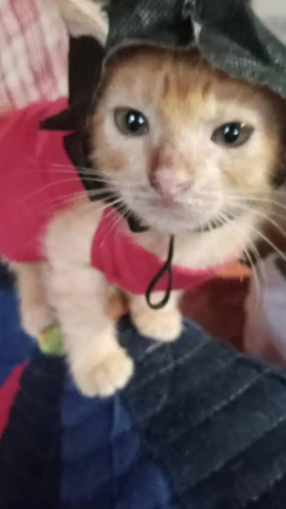 ai character: きしむ子猫 background