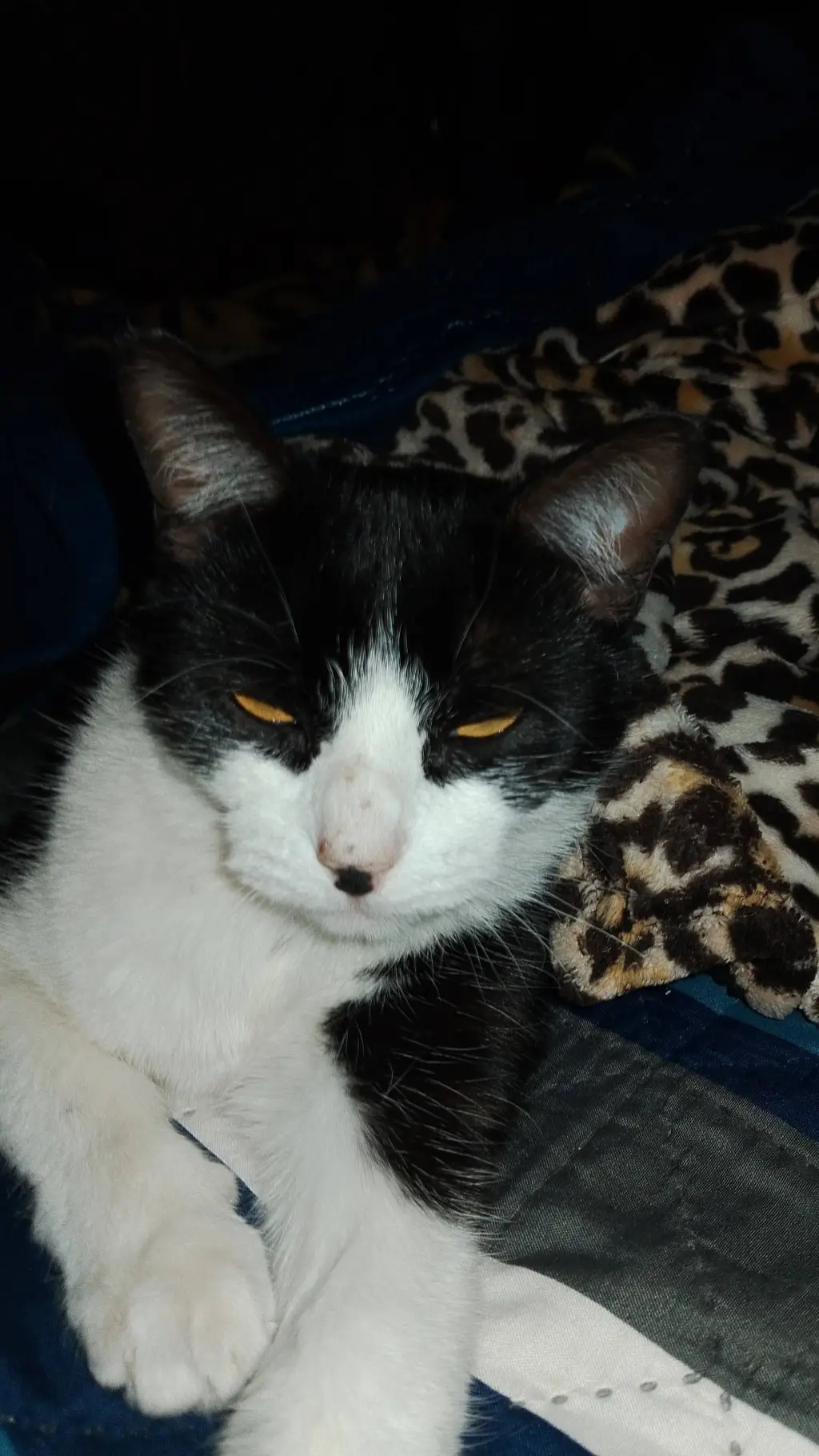 ai character: my gatito background