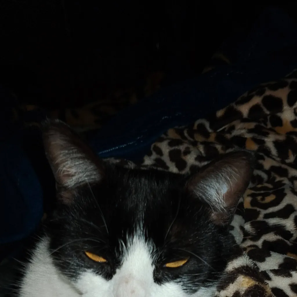 chat with ai character: my gatito