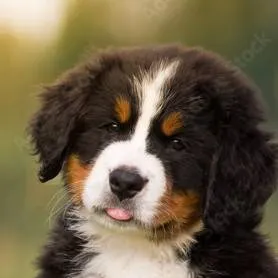 chat with ai character: Yalls suggestions!