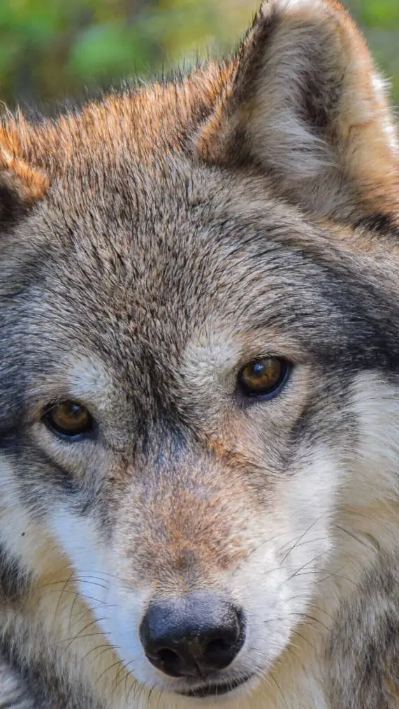 ai character: el lobo background