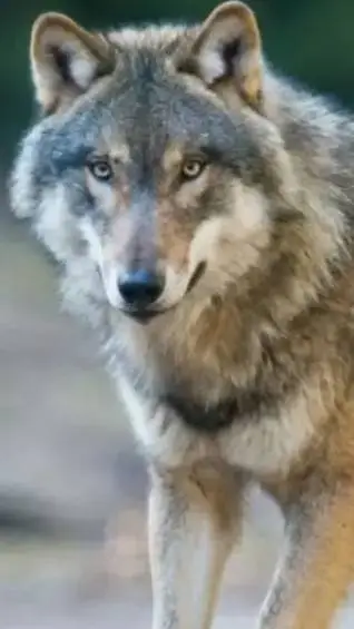 ai character: loba background
