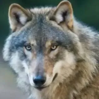 chat with ai character: loba