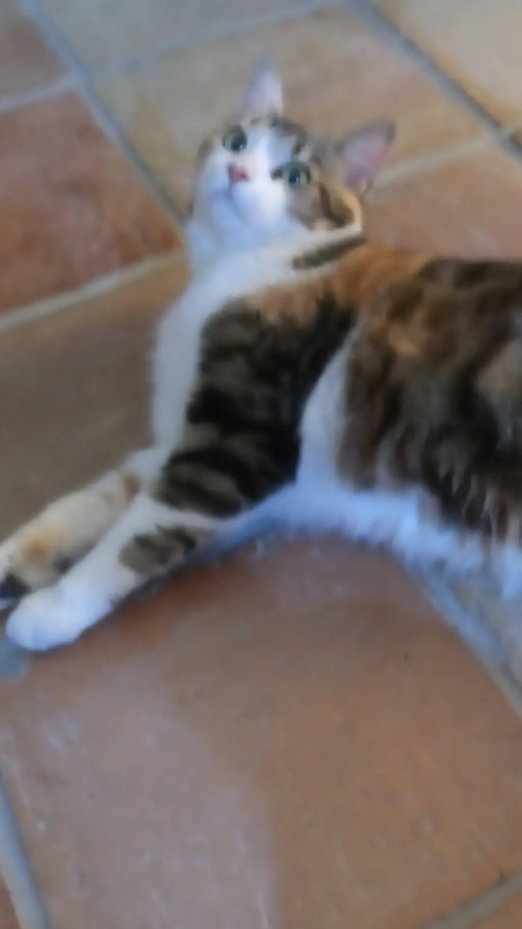 ai character: Iris background