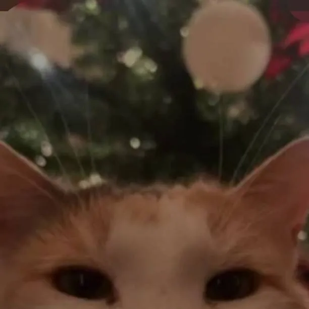 chat with ai character: FORSAKENNN RAHHHH