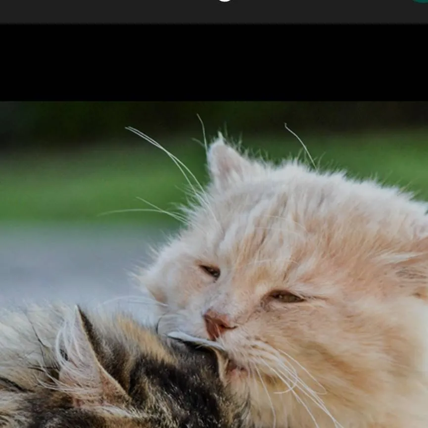 chat with ai character: luna