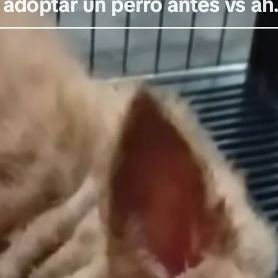 chat with ai character: perro nobinario