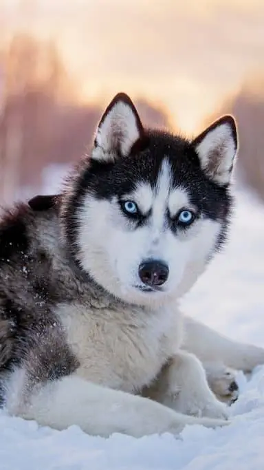 ai character: Zaniatta  background