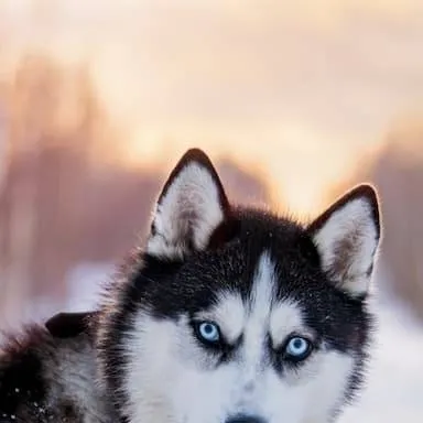 chat with ai character: Zaniatta 